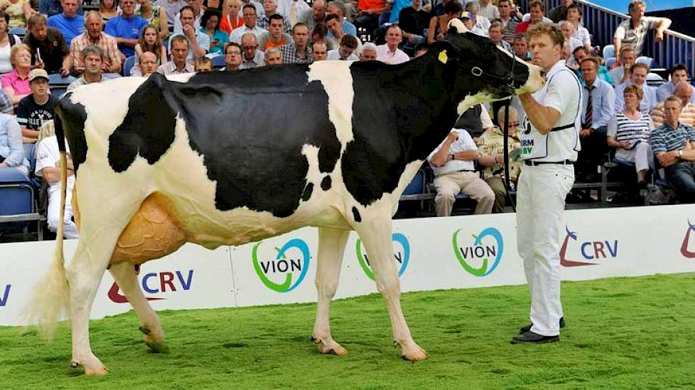 De extreem grote Bons-Holsteins Koba 167 (v. Stormatic) van Nico Bons uit Ottoland werd door de internationale jury verschillende beoordeeld. Toch was het genoeg voor het reservekampioenschap bij de zwartbonte oudere koeien.