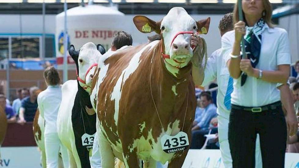 Naast dochtergroepen werden er ook rasgroepen gepresenteerd, zoals bijvoorbeeld een groep Montbéliarde-kruislingen.