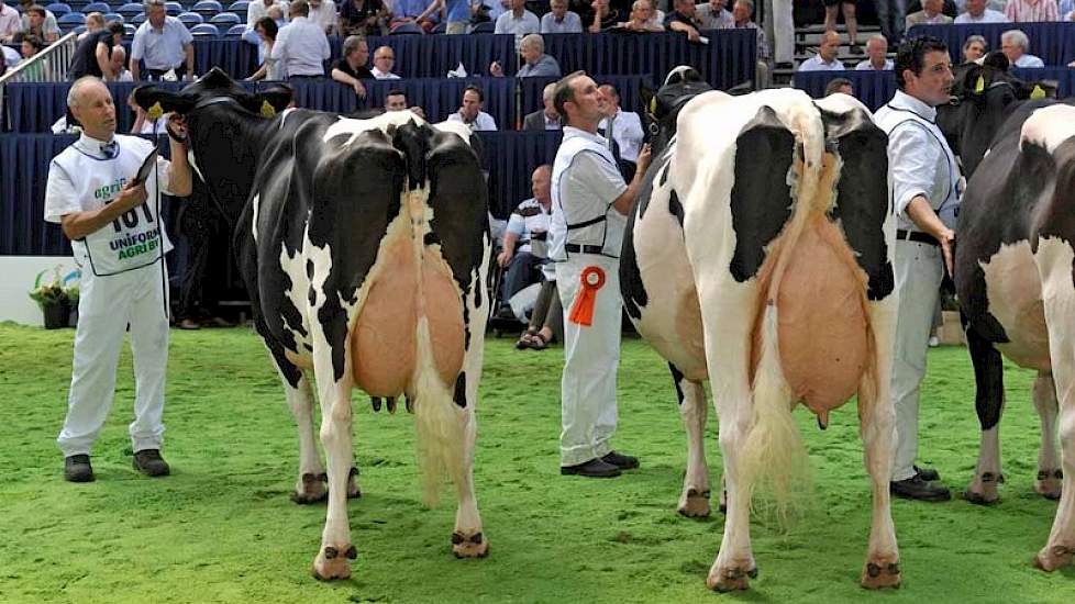 Wilhelmina 358 (v. Juror) van Teus van Dijk uit Giessenburg (links) won het algemeen kampioenschap bij zwartbont. Ernaast staat Bons-Holsteins Koba 152 (v. Integrity) van Nico Bons uit Ottoland. Koba 152 werd derde bij de oudere koeien, achter Wilhelmina