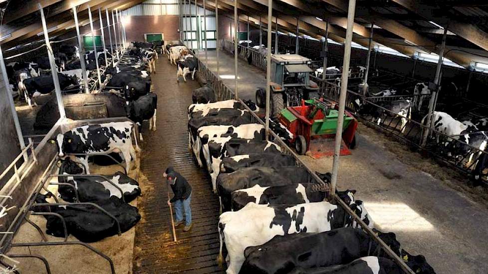 De koeien lopen sinds 1995 in een ligboxenstal, waar ze de beschikking hebben over diepstrooiselboxen. Daarvoor boerde Van Dijk in een één kilometer verderop gelegen Hollandse stal.