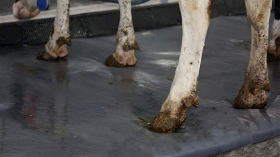De gelmatras veert in onder de poten, maar er blijft gel tussen de bodem en de toplaag aanwezig, zoals te zien bij deze koe in Canada. Daar wordt de matras inmiddels een jaar gebruikt.