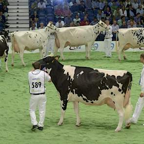 De fraaie groep van Picston Shottle (Mtoto x Aerostar), net als Jeeves en Sanchez overigens een forse eiwitverlager met -0,25%. Panelcijfer: 8,2.