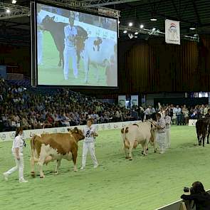 In de MRIJ-groep liepen zowel zuivere MRIJ's als MRIJ x Holstein-kruislingen.