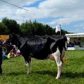 Stouwdamshof Malve 129 (Goldwyn x Morty)van de fam. Van 't Hof te Oosterwolde.
