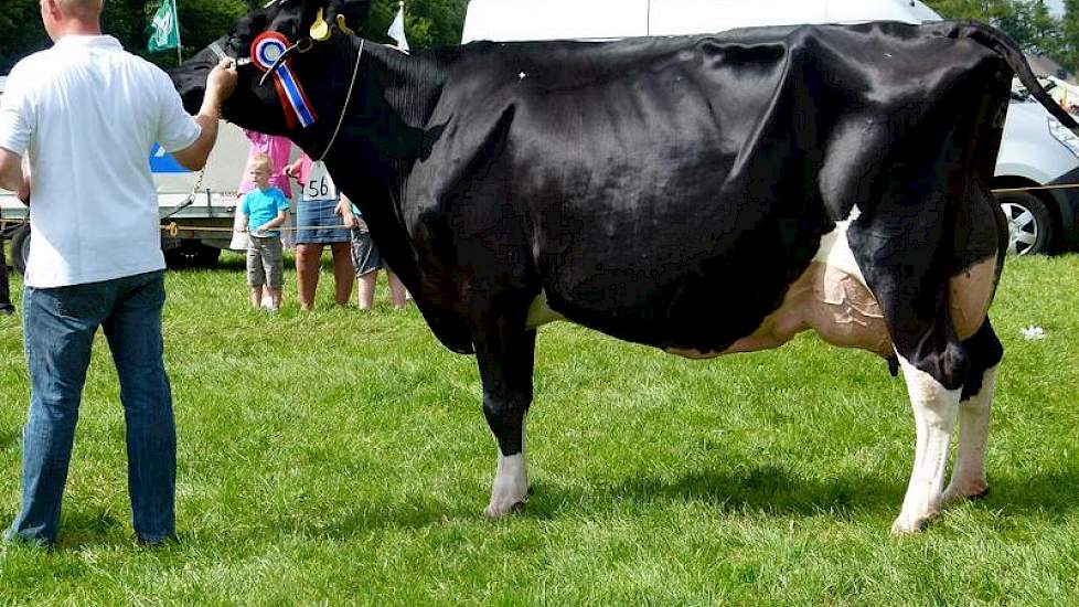Andre 135 (Topaz x Lord Lily) van de mts. Kroes te Genemuiden