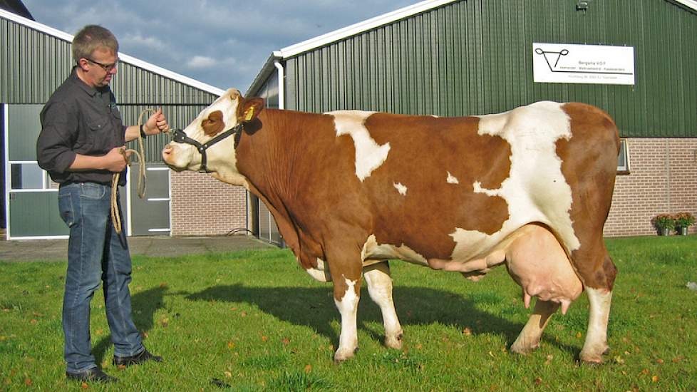 Video: Fleckvieh productietopper