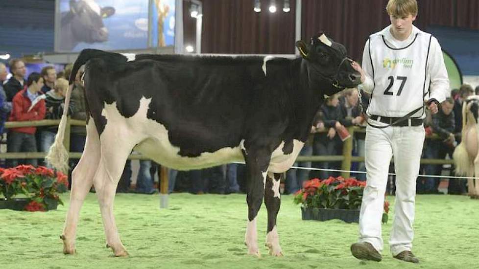 Roy Schers won met Twente Dairy Nina 453 (v. Goldwyn) van de gebroeders Tijhuis uit Hooghalen de strijd om het mooiste toilet in de leeftijdscategorie 18 t/m 20 jaar.