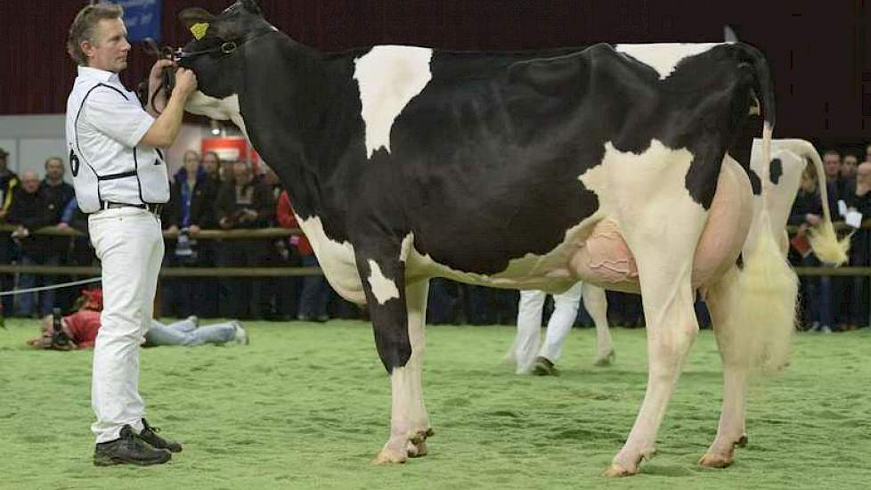 Ze eindigde achter Nippon Gorgeous (v. Goldwyn) van Theo van Vliet.