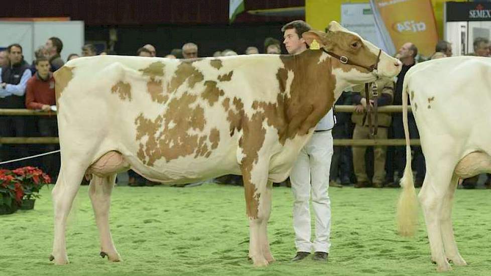 Het kampioenschap ging naar Bons-Holsteins Aaltje 94 (v. Talent) van Nico Bons.