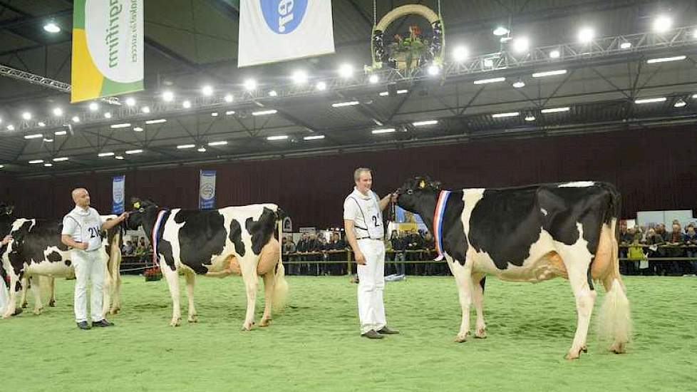 Links Giessen Praline 2 en rechts Bons-Holsteins Ella 169.