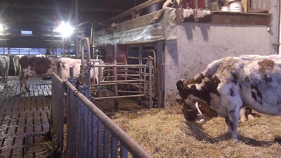 Een melkquotum van ruim 9 ton wordt volgemolken met 2 Lely melkrobots die staan opgesteld aan het begin van de open front ligboxenstal.