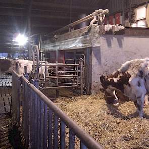 Een melkquotum van ruim 9 ton wordt volgemolken met 2 Lely melkrobots die staan opgesteld aan het begin van de open front ligboxenstal.