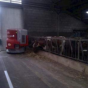 In  de oude ligboxenstal zijn de droge koeien en het jongvee gehuisvest. Deze groepen koeien worden ook door de robot gevoerd met voor iedere diergroep verschillende rantsoenen.