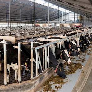 De stal voldoet aan de MDV regeling maar heeft geen emissie arme vloer. De totale opzet is gericht op diercomfort, bijvoorbeeld d.m.v waterbedden. De koeien krijgen ‘groepsgewijs’ buitenuitloop.