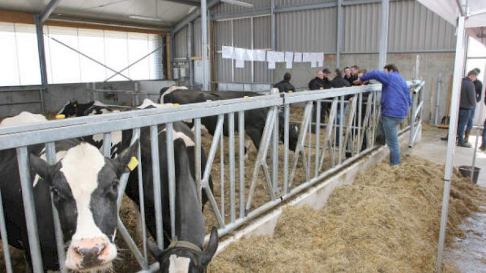 De demonstratie koeien waren speciaal voor de gelegenheid in het strogedeelte van de stal gehuisvest.