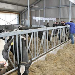 De demonstratie koeien waren speciaal voor de gelegenheid in het strogedeelte van de stal gehuisvest.