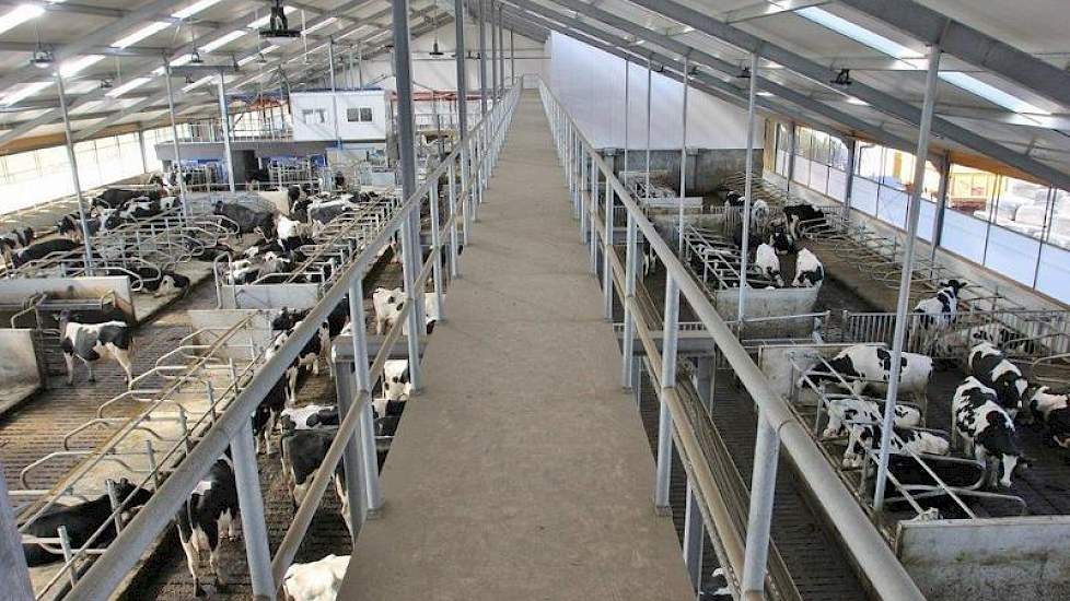 Ook het jongvee staat in de nieuwe stal. Kalveren tot 6 maanden hebben hun eigen afdeling. Het oudere jongvee loopt aan de twee-rijige stalkant.