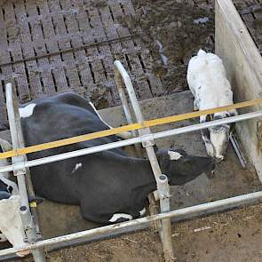 Vleesvee is zijn hobby, vertelt Reijm. Elf Belgisch Wit Blauwe kalveren en zoogkoeien lopen tussen het jongvee. Een Belgisch Blauwe stier insemineert niet alleen de vleeskoeien maar ook pinken die na twee keer insemineren niet dragend zijn.