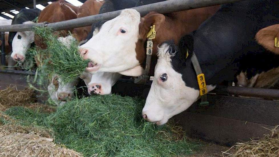 En uiteindelijk is dit natuurlijk waar het om draait: een product dat de koeien graag opnemen.