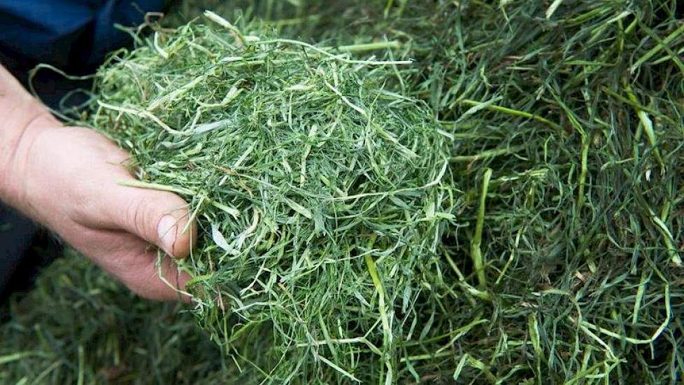 En zó ziet het eruit als het uit de droger komt: een handvol geurig vers hooi. Op de achtergrond de voorraad voorgedroogd gras wat nog de droogbak in moet.