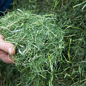 En zó ziet het eruit als het uit de droger komt: een handvol geurig vers hooi. Op de achtergrond de voorraad voorgedroogd gras wat nog de droogbak in moet.