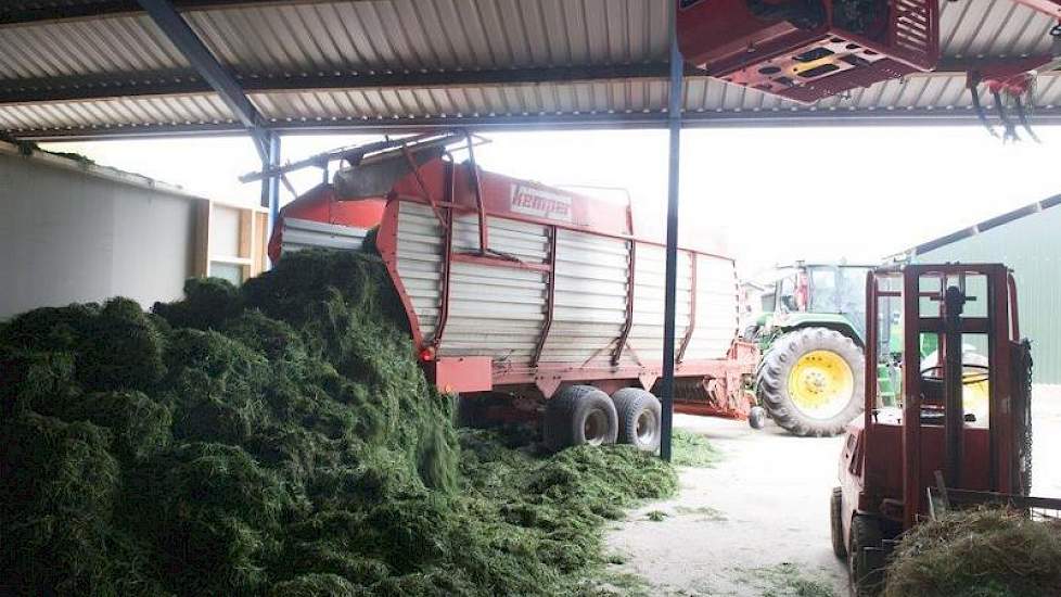 Dit gras dat hier wordt gelost is de ochtend ervoor gemaaid en geschud en deze dag nog een keer geschud en ‘s middags opgeraapt. Na een veldperiode van anderhalve dag gaat het bij een zo hoog mogelijk drogestofgehalte de droogbak in, waar het in twee tot