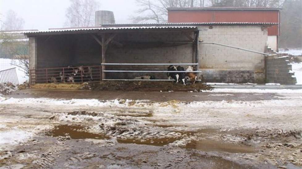 Het jongvee staat verspreid over verschillende schuren en schuurtjes. Deze bouwden de broers zelf.