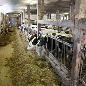 Het bedrijf heeft twee melkveestallen. De oudste stal is gerenoveerd door onder meer de zoldering (op balkhoogte, rechts) te verwijderen.