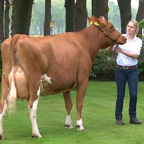 De roodbonte excellente Geertje 407 (V;Talent.