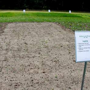Naast de normale gewassen biedt De Marke extra aandacht aan eiwit van eigen bodem. Waar de meeste gewassen er nog niet zo florisant bij staan, is het met de Lupine werkelijk droevig gesteld. De Sorghum(erg droogtebestendig maar ook erg tropisch) iets verd