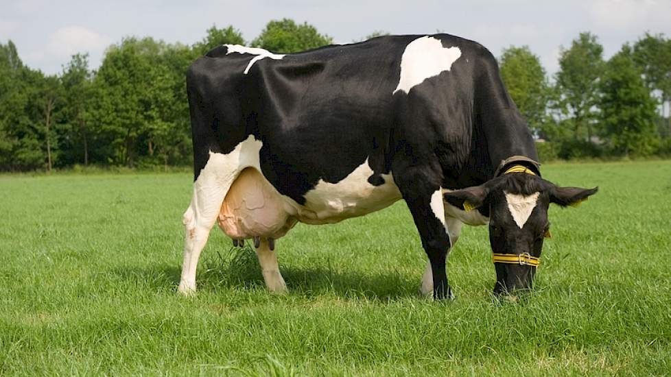 Klaartje 45 (D Kashmir x Jabot) van de familie Snellink uit Markelo haalde de finale van de Melkvee Magazine Koeverkiezing in 2011. Sindsdien is de inmiddels 13,5 jaar oude koe nauwelijks veranderd. Ze produceerde al 125.835 kg melk met 4,57% vet en 3,52%