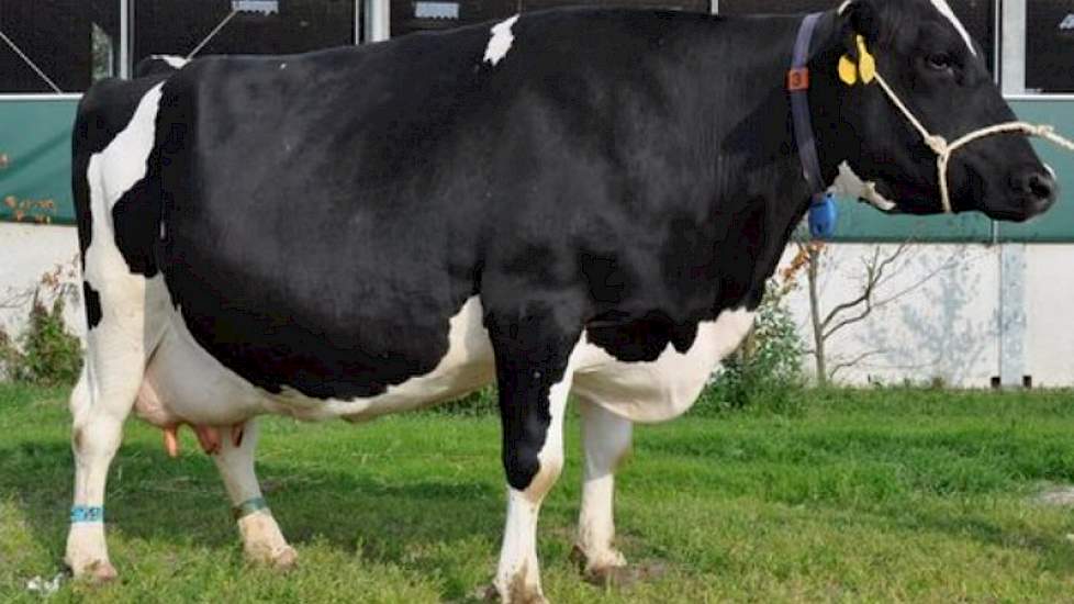 Leroy Adrienne 82 van de familie De Rooij uit Wadenoijen is de meest recent aangemelde koe voor de Koeverkiezing. Adrienne produceerde 47.128 kg melk met 3,79 procent eiwit in 1.625 dagen, was altijd vlot drachtig en is volgens haar eigenaar nog nooit zie