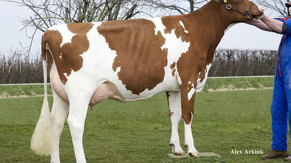 Strijdje 189 van de familie Van Dee uit IJzendoorn (Gld.) is een dochter van de nieuwe roodbonte lijstaanvoerder Camion van de Peul.