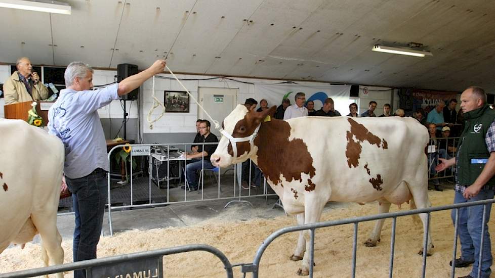Twister-dochter Schadijkerhof Henny 248 (AB86) wisselt voor 2.300 euro van eigenaar