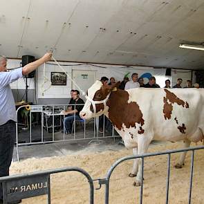 Twister-dochter Schadijkerhof Henny 248 (AB86) wisselt voor 2.300 euro van eigenaar