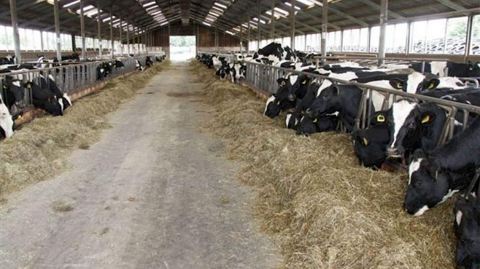 Het oudere jongvee heeft een eigen stal. Kalveren tot 4 maanden staan in een open frontstal op stro. De totaal vier stallen liggen in een vierkant, met in het midden de 15 kuilen en de mestopslag.
