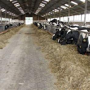 Het oudere jongvee heeft een eigen stal. Kalveren tot 4 maanden staan in een open frontstal op stro. De totaal vier stallen liggen in een vierkant, met in het midden de 15 kuilen en de mestopslag.