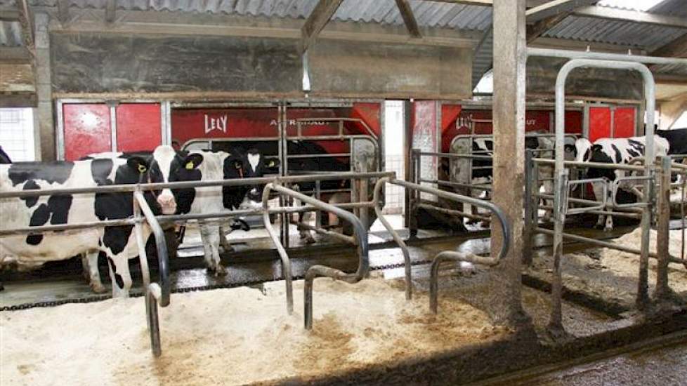 Zes Lely A2's nemen het melken voor hun rekening. Daarnaast worden zo'n 80 koeien in de melkput gemolken. Onder andere de dieren waar iets mee aan de hand is.