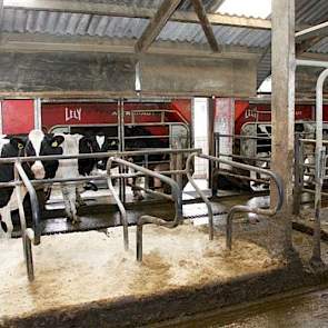 Zes Lely A2's nemen het melken voor hun rekening. Daarnaast worden zo'n 80 koeien in de melkput gemolken. Onder andere de dieren waar iets mee aan de hand is.