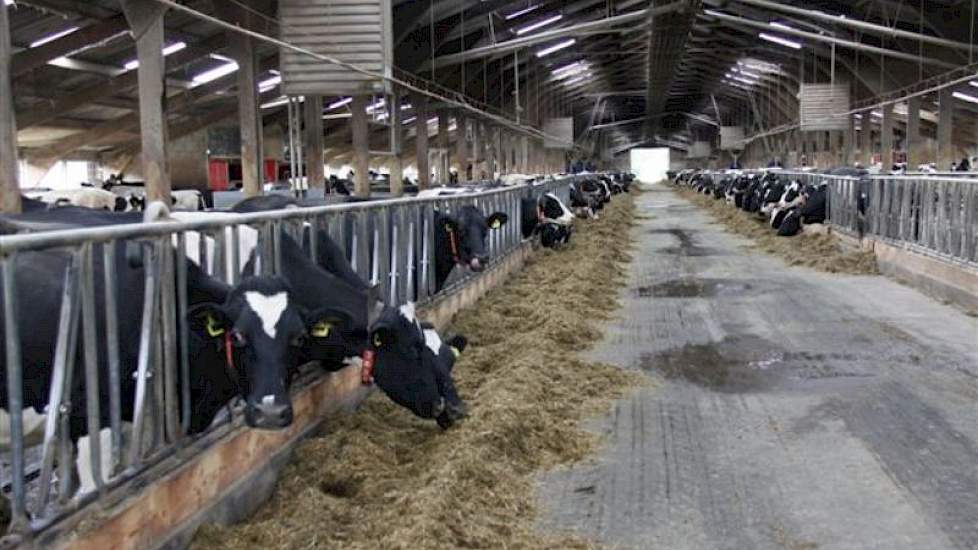 Het melkvee loopt in een 2 + 2 stal uit 1983, die twee keer werd verlengd. De vloer is dicht. Kelders zijn op de zware komklei niet mogelijk. Vanwege Van der Schans' monovergister is zo'n afstort nu wel handig: de mest kan zo vers mogelijk de vergister in