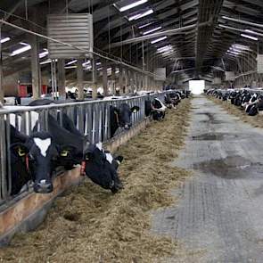 Het melkvee loopt in een 2 + 2 stal uit 1983, die twee keer werd verlengd. De vloer is dicht. Kelders zijn op de zware komklei niet mogelijk. Vanwege Van der Schans' monovergister is zo'n afstort nu wel handig: de mest kan zo vers mogelijk de vergister in