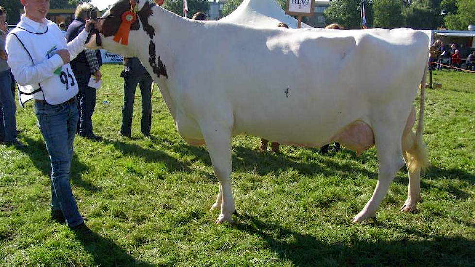 De zeer fors uit de kluiten gewassen derdekalfs Twister dochter Maria 155 van Arendsen Raedt uit Barchem (Gld.)won een 1A prijs.