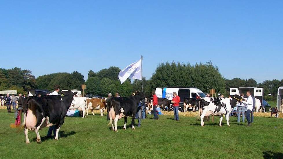 De oudste zwartbonte koeien van de keuring, met op kop kampioene Honders Klaske 123 (V: Engelhof Jonkheer)en op de voorgrond de winnares van de eiwitbokaal, Dita 33.