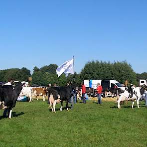 De oudste zwartbonte koeien van de keuring, met op kop kampioene Honders Klaske 123 (V: Engelhof Jonkheer)en op de voorgrond de winnares van de eiwitbokaal, Dita 33.