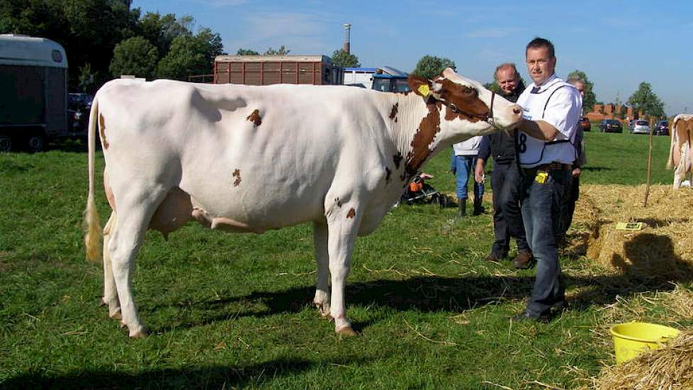 Henry ten Have won met tweedekalfs Twister dochter Alie 69 een 1A prijs.