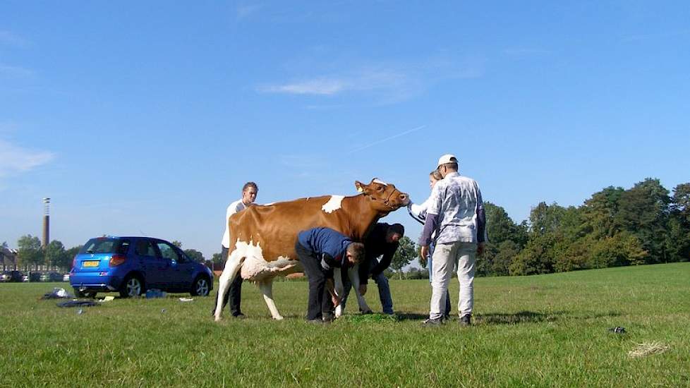 1A prijswinnares Gonda 61 (V: Jotan) laat zich rechtzetten voor de showfoto's die Wim te Selle uit Winterswijk (Gld.) maakte van alle 1 A prijswinaars.