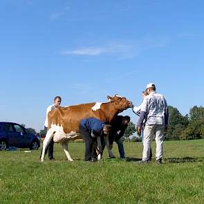 1A prijswinnares Gonda 61 (V: Jotan) laat zich rechtzetten voor de showfoto's die Wim te Selle uit Winterswijk (Gld.) maakte van alle 1 A prijswinaars.