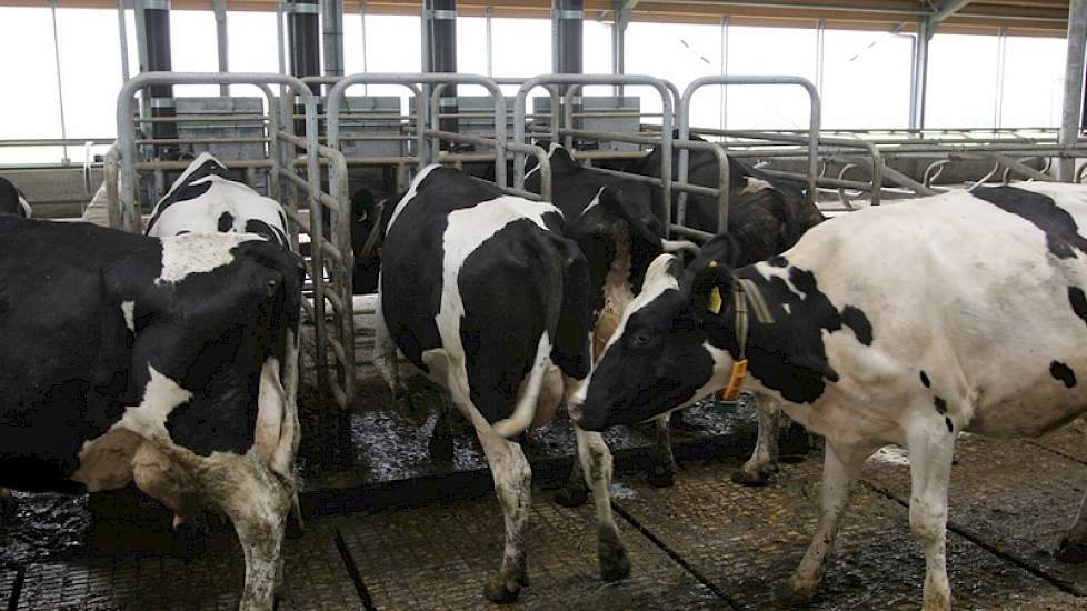 Alle drie krachtvoerboxen bevinden zich naast elkaar aan één zijde van de stal. Omdat de oversteek over de voergang vrijwel altijd open is, kunnen alle koeien hier heen. Reijers hanteert dynamisch voeren: aan de hand van de productie wordt computergestuur