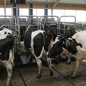 Alle drie krachtvoerboxen bevinden zich naast elkaar aan één zijde van de stal. Omdat de oversteek over de voergang vrijwel altijd open is, kunnen alle koeien hier heen. Reijers hanteert dynamisch voeren: aan de hand van de productie wordt computergestuur