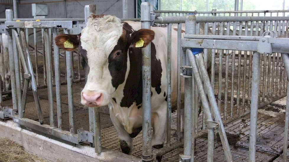 Een eigen stier staat klaar voor koeien die na drie keer insemineren niet drachtig zijn. 'Daarnaast fungeert het als uistekend opsporingsmethode. Koeien die geen afwijkend verdrag tonen, zie je toch vaak bij de stier rondhangen als ze tochtig zijn.' Met d